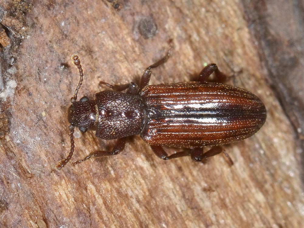 Bothrideres bipunctatus